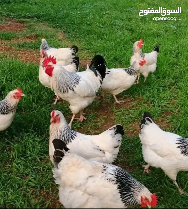 بيض مخصب وصيصان دجاج سلالات