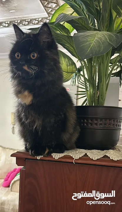 قطة شيرازي عمر سنة