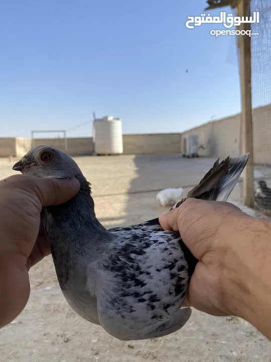 كوم حمام للبيع