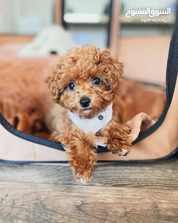 cute Toy poodle puppies for sale