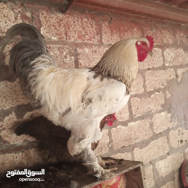 2فراريج براهما للبيع