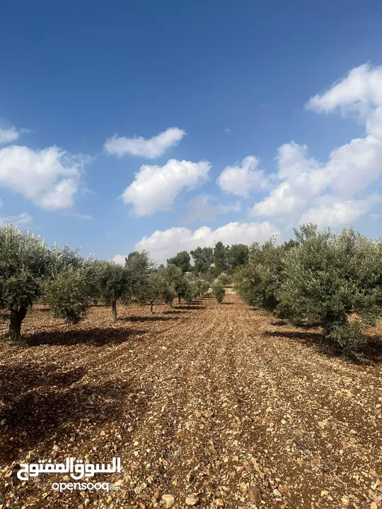 فرصة العمر مزرعة زيتون راقية  طريق اربد عمان كافه الخدمات 17 دونم و نص منتجه