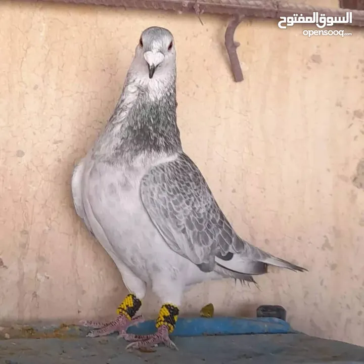 حمام زاجل - باكستاني - كشك - ريحاني - ايراني- وانواع عديدة