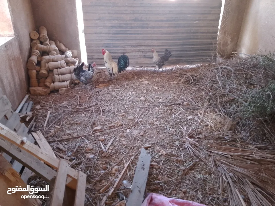 دجاج فيومي وبلدي للبيع