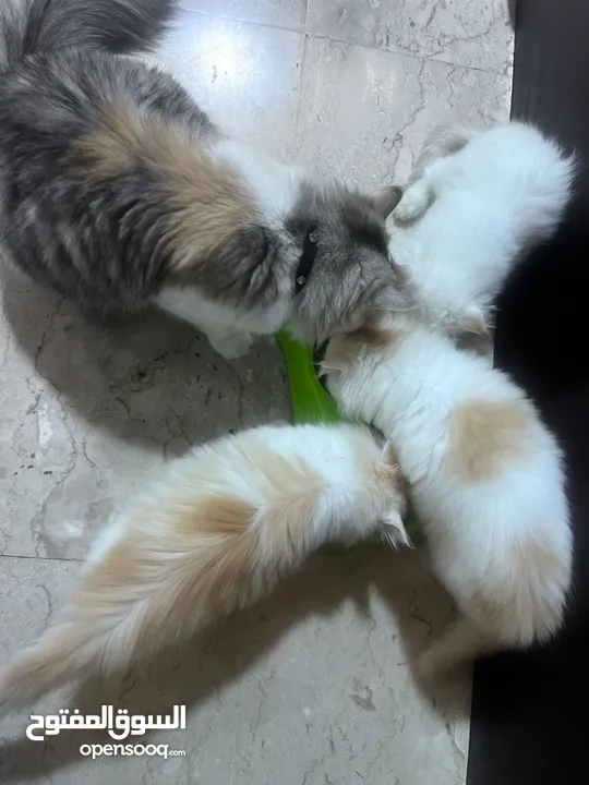 2 male Pure shirazi cats