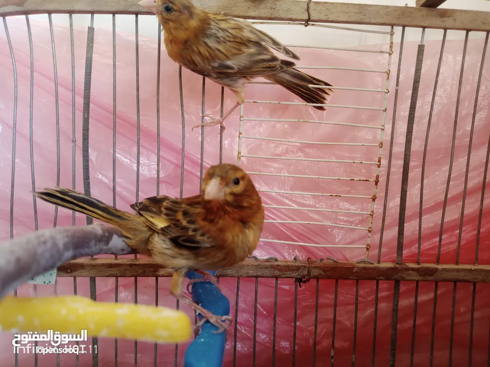 جوز كناري نحاسي كرزي مع فراخه و ثلاثة حبات مخاليف عمر شهرين ونص