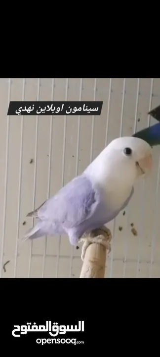 فراخ روز طفرات مميزة للزق اليدوي أقرا التفاصيل/ كوكتيل حب جرين شيك اليف جوز فحل طيرة فرخ هدد زق يدوي