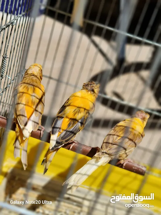 كنار مخليف بيع فردي او جماعي
