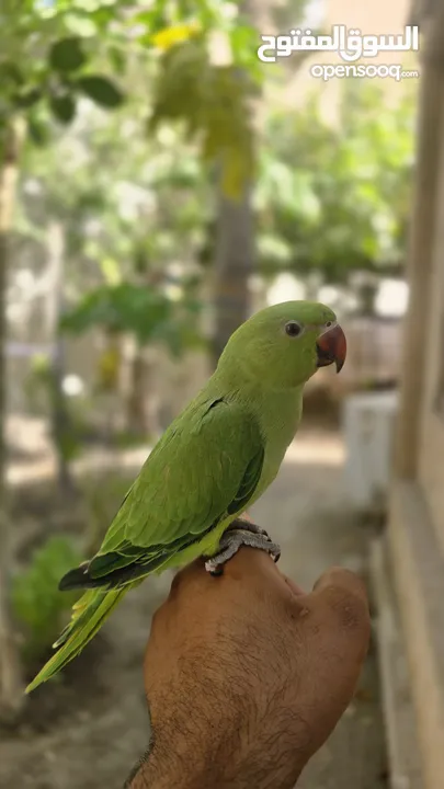 للبيع متو اخضر اليف ومتعلم وما يعض  إنتاج البحرين ويصلح للأطفال  ياكل بروحه