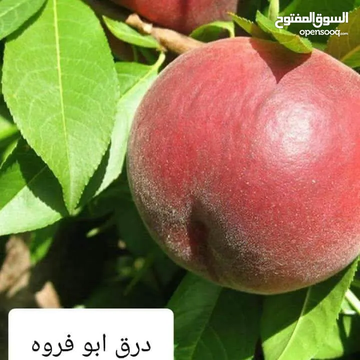 مشاتل السهل الأخضر الزراعيه