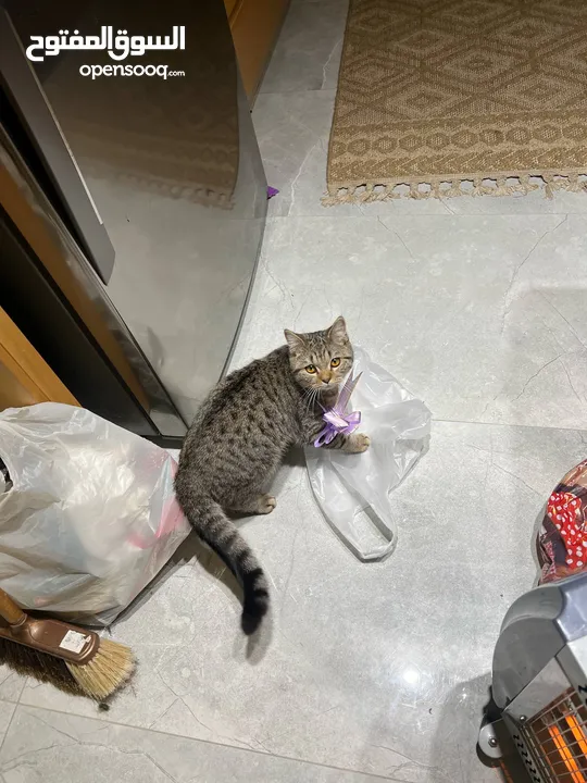 سكوتش فولد وسكرتش ستريت المعني يبعت