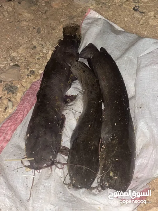 اسماك بلبوط او قرموط او اسماك السلور تربيه منزل للبيع بسعر ممتاز