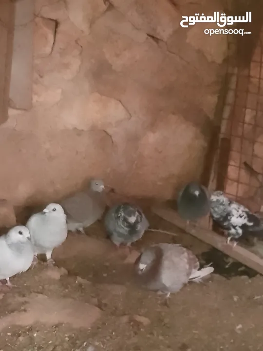 حمام للبيع في الزرقاء العالوك بجانب بقالة الصقر التواصل عبر الواتس اب