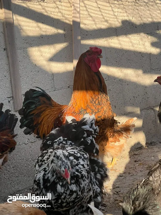 جاج لوهمان + بلدي بياض للبيع