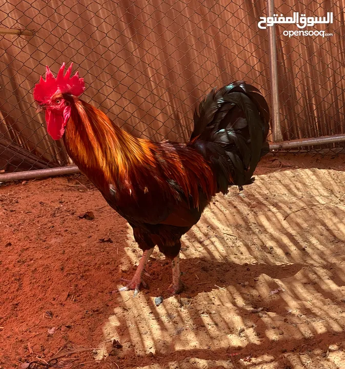 ديك  في العين