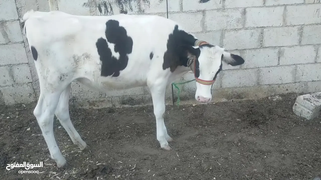 عجله المانيه