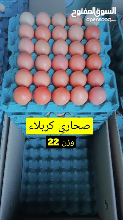 بيض عراقي طازج