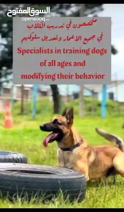 training dogs profissionals محترفين تدريب الكلاب الحراسه وكلاب الزينة الصغيره مدربين معتمدين وشهادات