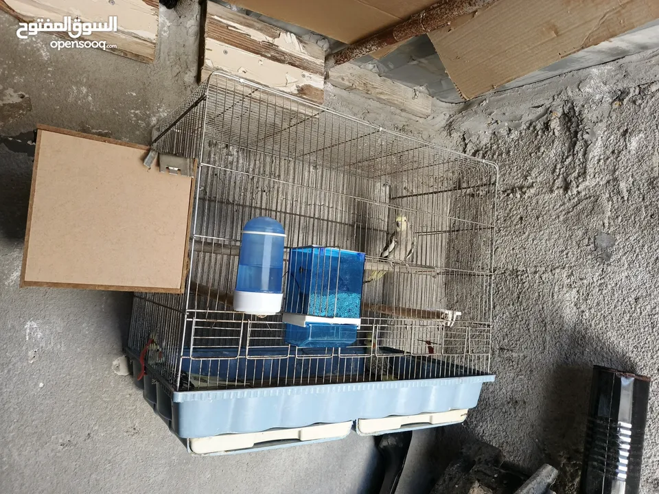 جوز كوكتيل مع فراخ وبيض / موقع عجلون عنجره / تفاصيل بالوصف