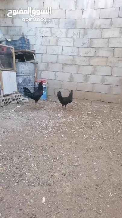 ديك بندوق باكستاني جاجه بلدي.... فيه سبعه حبات حمام بلدي  سعرهن لحالهن سعر حمام 9 سعر حاجات 16