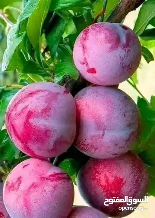 مشاتل المملكة الزراعية لتنسيق الحدائق