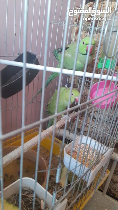 جوز دره مع فراخ