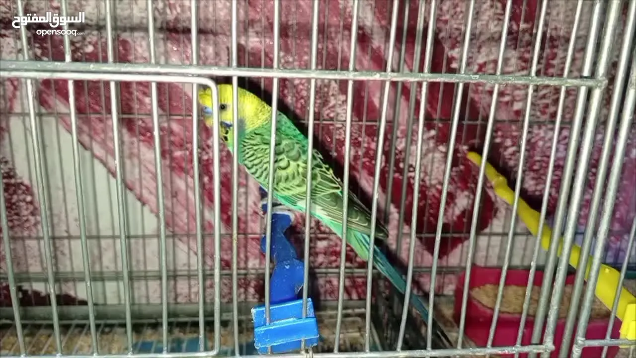 جواز حب مشكله
