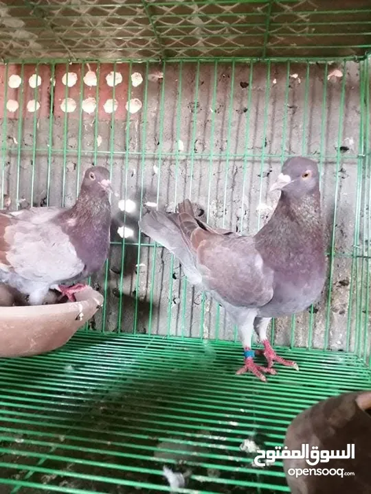 مطلوب حمام بلدي نفس الي في صوره