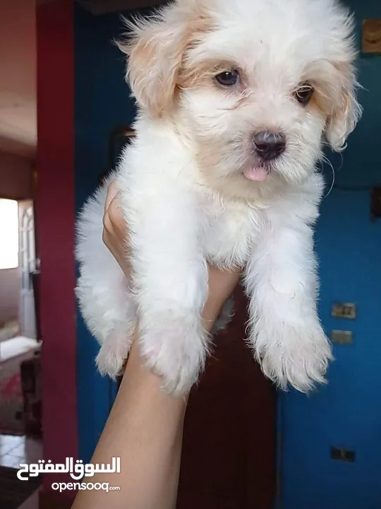 Havanese puppy pure