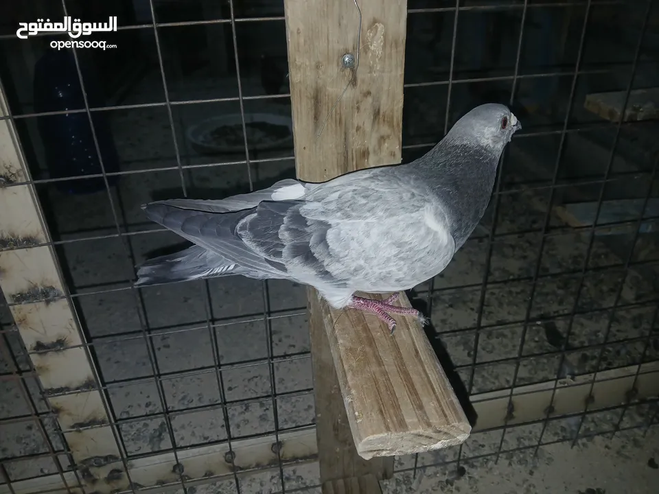 كوم كامل للبيع  دينارين ونص الحبه زق وكش الفحول كلها كش