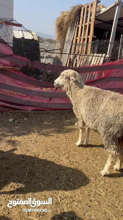 جاعده أفريقي شبيه الاسترالي