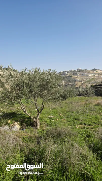 قطعة نص دونم دورا