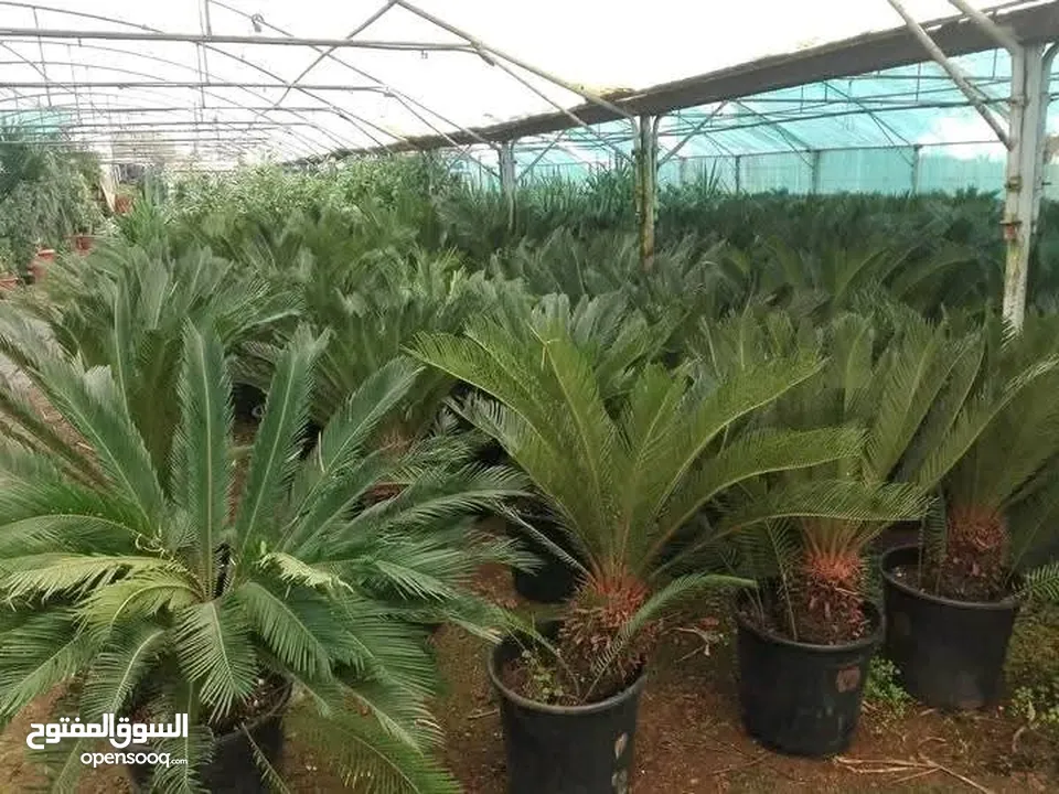 يتوفر جميع أنواع الاشجار  حمضيات لوزيات شجر زينه نسعد بخدمتكم