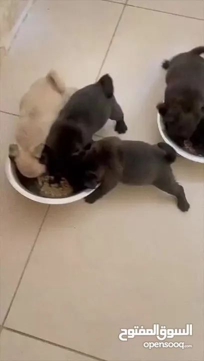 Pug Puppies Dubai-UAE