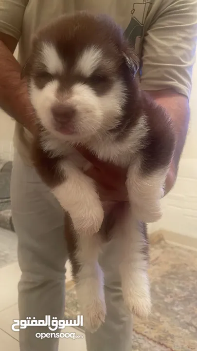 Alaskan Malamute  giant 25 days for reservation