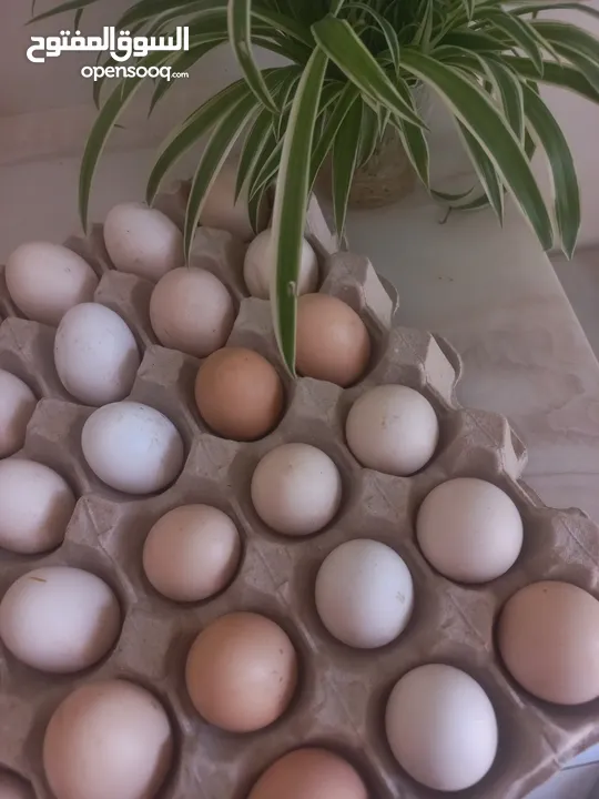 بيض مخصب قابل للتحضين، خليط سلالات