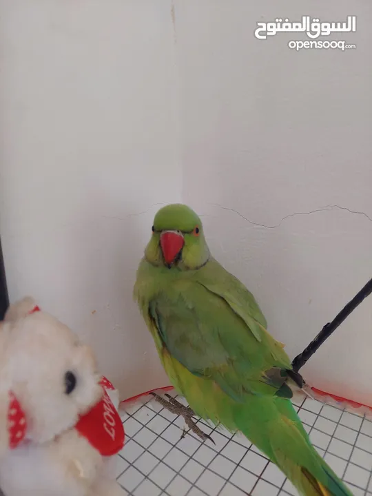 ببغاء درارة هندي ذكر كوكو عمر سنتين مطوق اليف جدا ما بعض نهائي لعوب بحب الاطفال