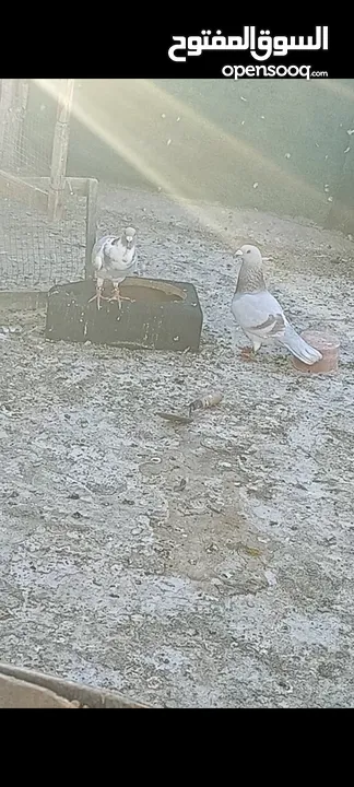 جوزين حلوات      بطارد على بيض
