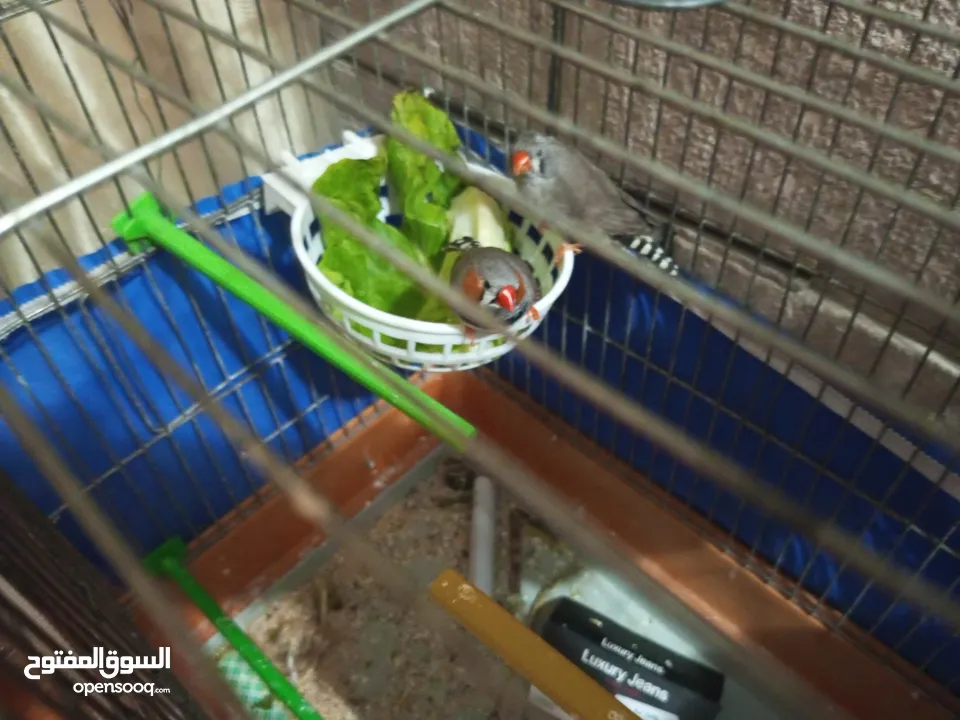 مجموعه اغراض للبيع