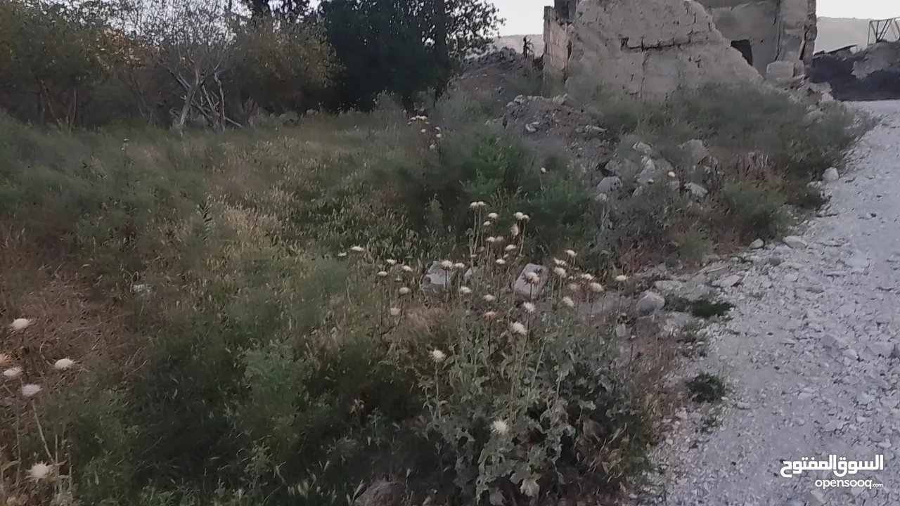 ارض للبيع في الحمه الاردنيه مزروع جوافه وكل انواع الحمضيات بثلاثه قواشين مستقلات ومتلاصقات لمالك واح