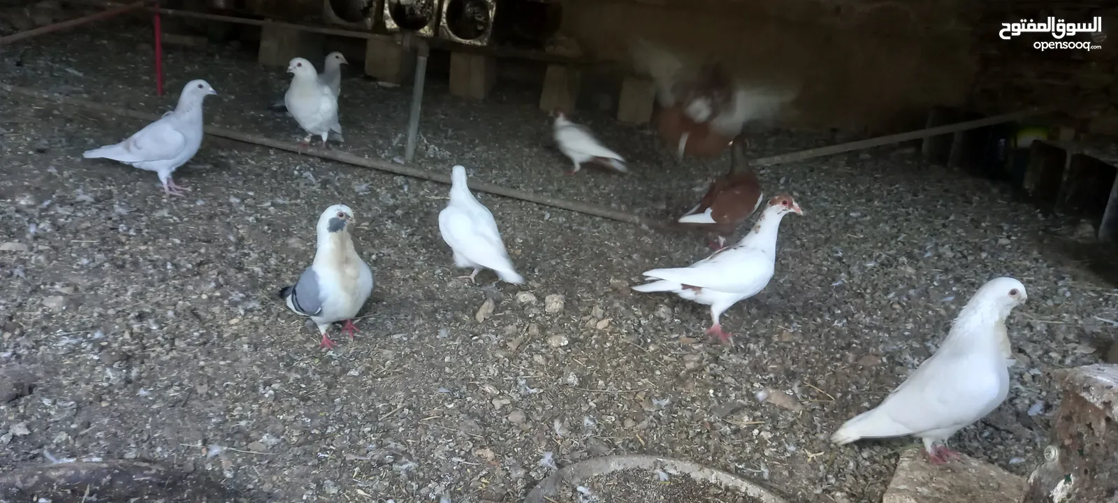 جواز حمام شغاله  للبيع  الكوم  17 حبه سعر الحبه دينارين من الاخر