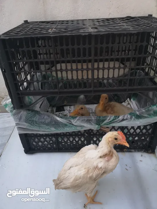 بط للبيع عدد 2 عمر شهرين