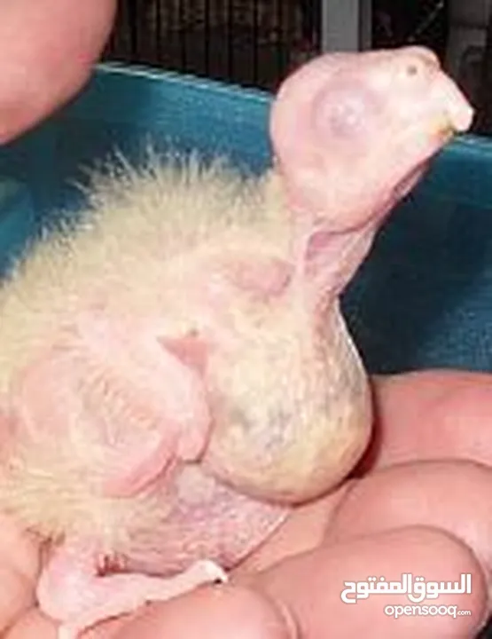 Cockateil chicks : small  and big chicks for hand taming