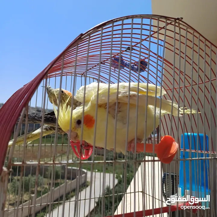 عصافير كوكتيل للبيع حبات جامبو ونضيفه