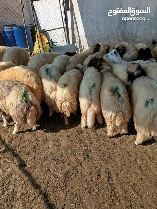 ذبيح للبيع طيبه سمان عزيمه ثلاجه خرفان طيبة هرفي جذع وتساب اتصال لتوصيل جميع مناطق قطر سوري بلدي