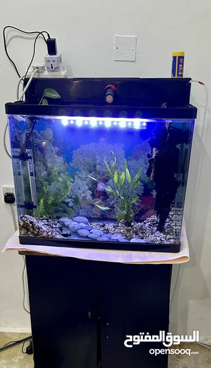 Big Fishtank’s for sale