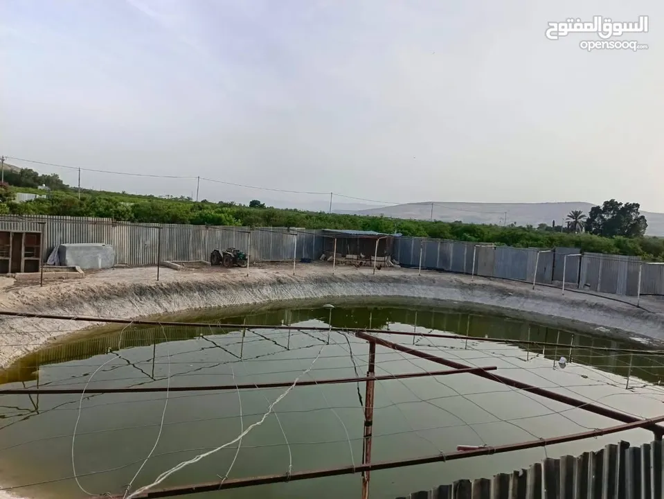 مزرعه مثمره للبيع