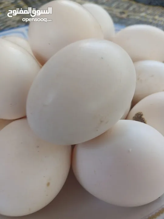 بيض بلادي الطبق 4دنانير