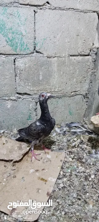 6 حبات 4 فراخ مخاليف 2 كبار للبدل علا دجاج