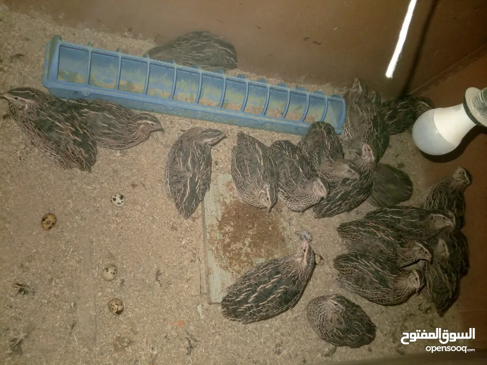 فرض طيور سمان